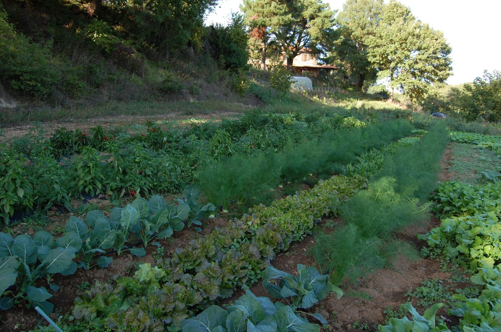 Bio Agriturismo Aia Del Tufo سورانو المظهر الخارجي الصورة