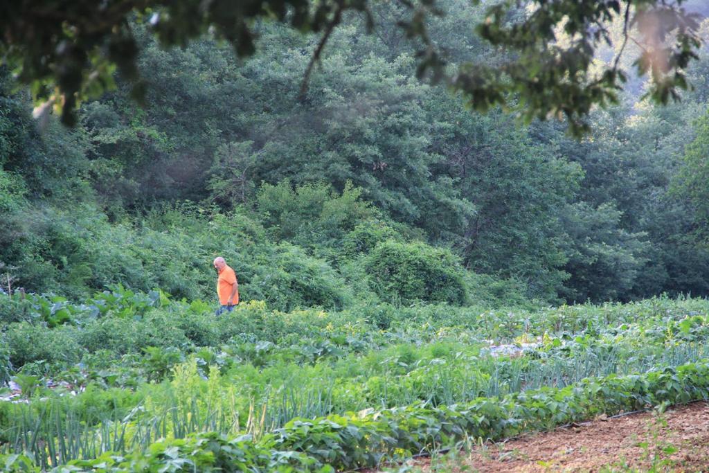 Bio Agriturismo Aia Del Tufo سورانو المظهر الخارجي الصورة